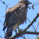 The hybrid nestling